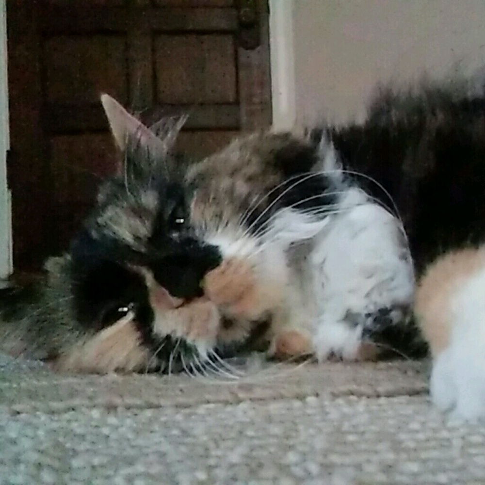 Meet your Posher, Kassidy